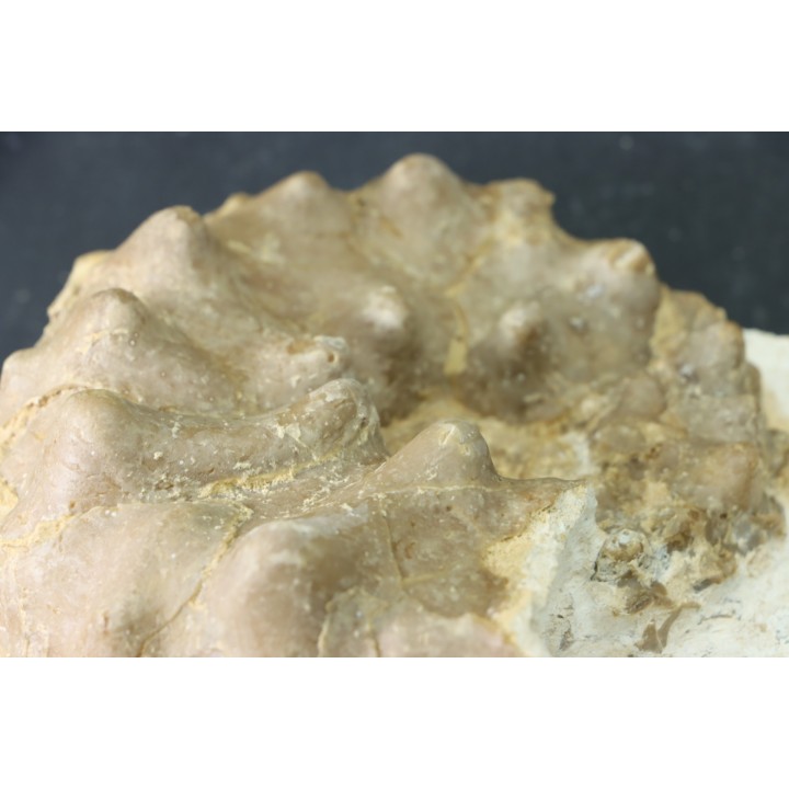 RARE Mammites chouberti - Turonian - Smara Area, Western Sahara