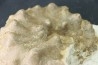 RARE Mammites chouberti - Turonien - Smara Area, Sahara Occidental