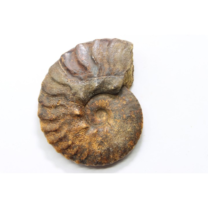 SEMENOVITES (ANAHOPLITES) LITSKOVI - Up. albian - KASACHSTAN