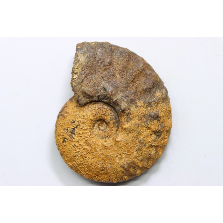 SEMENOVITES (ANAHOPLITES) LITSKOVI - albien sup. - KASACHSTAN