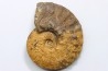 SEMENOVITES (ANAHOPLITES) LITSKOVI - albien sup. - KASACHSTAN