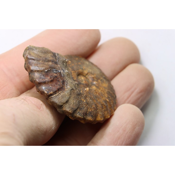 SEMENOVITES (ANAHOPLITES) LITSKOVI - albien sup. - KASACHSTAN