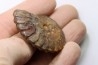 SEMENOVITES (ANAHOPLITES) LITSKOVI - albien sup. - KASACHSTAN