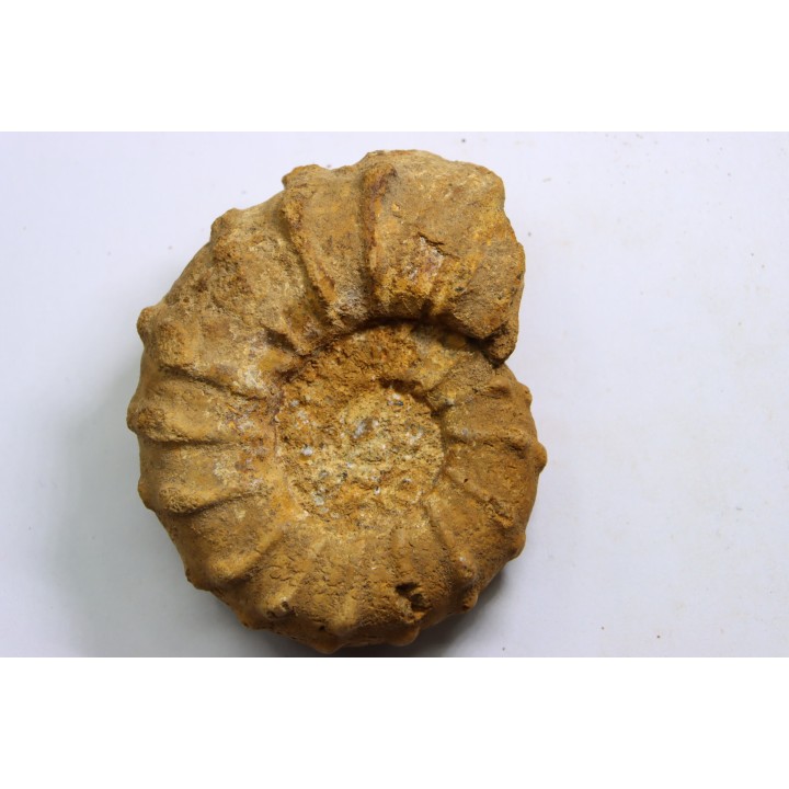 Kamerunoceras jacobsoni - low. Turonian - MADAGASCAR