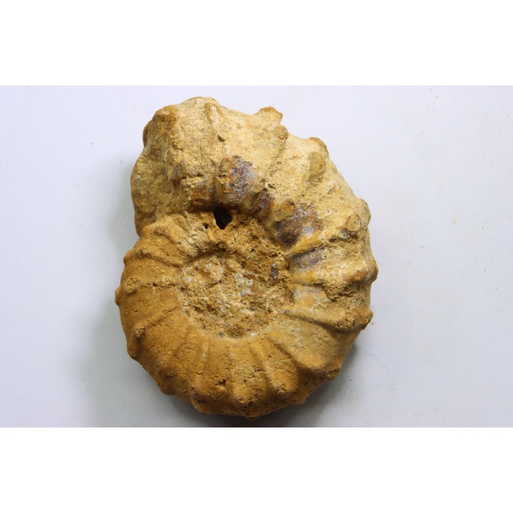 Kamerunoceras jacobsoni - low. Turonian - MADAGASCAR