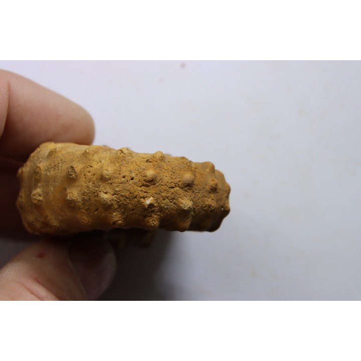 Kamerunoceras jacobsoni - low. Turonian - MADAGASCAR