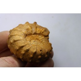 Kamerunoceras jacobsoni - low. Turonian - MADAGASCAR