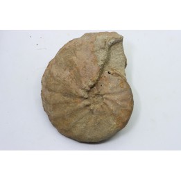 Hourcqiella bererensis - campanian - MADAGASCAR