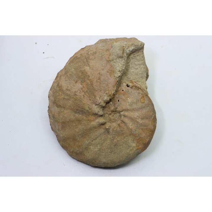 Hourcqiella bererensis - campanian - MADAGASCAR