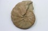 Hourcqiella bererensis - Campanien - MADAGASCAR