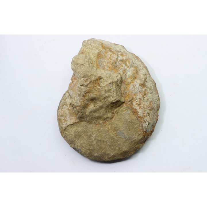 Hourcqiella bererensis - campanian - MADAGASCAR