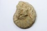 Hourcqiella bererensis - Campanien - MADAGASCAR