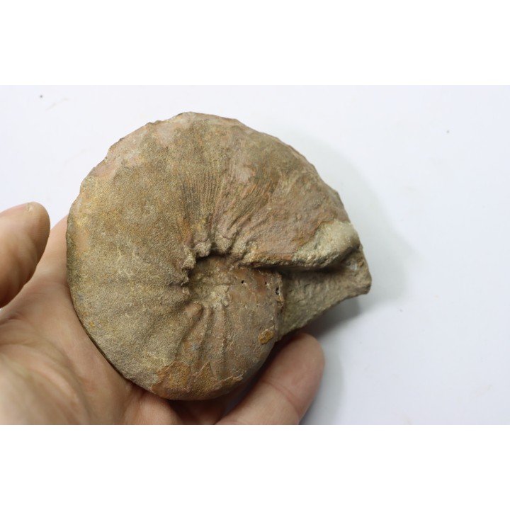 Hourcqiella bererensis - Campanien - MADAGASCAR
