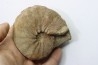 Hourcqiella bererensis - campanian - MADAGASCAR