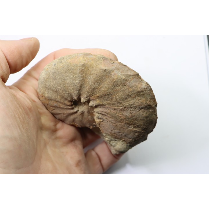 Hourcqiella bererensis - campanian - MADAGASCAR