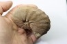 Hourcqiella bererensis - campanian - MADAGASCAR