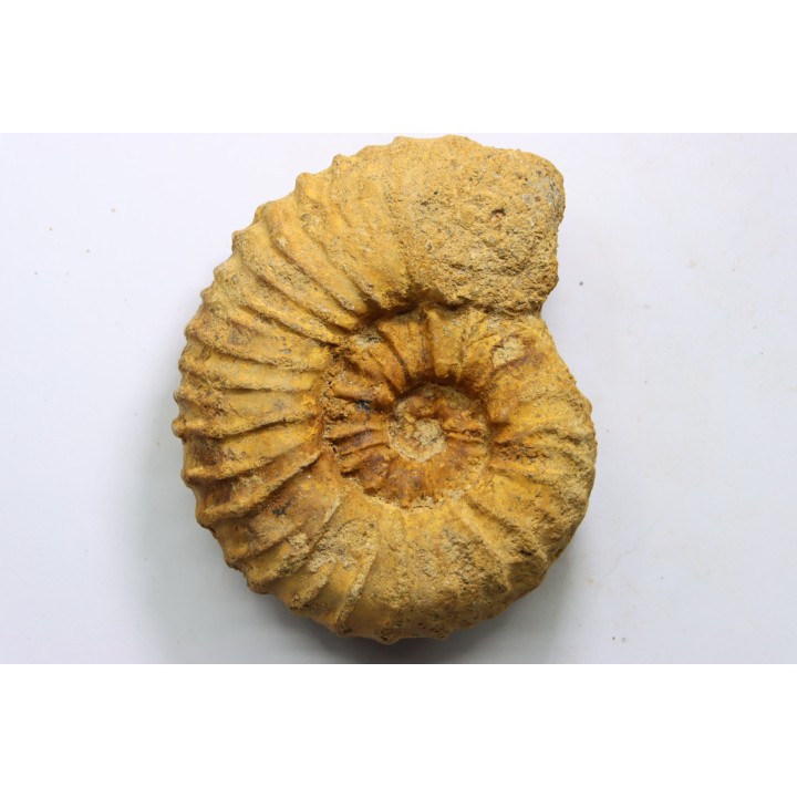 Kamerunoceras Isovokyense - low. Turonian - MADAGASCAR