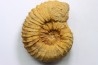 Kamerunoceras Isovokyense - low. Turonian - MADAGASCAR