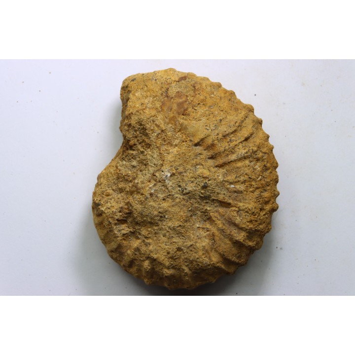 Kamerunoceras Isovokyense - Turonien inf. - Betioky, MADAGASCAR