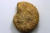 Kamerunoceras Isovokyense - Turonien inf. - Betioky, MADAGASCAR