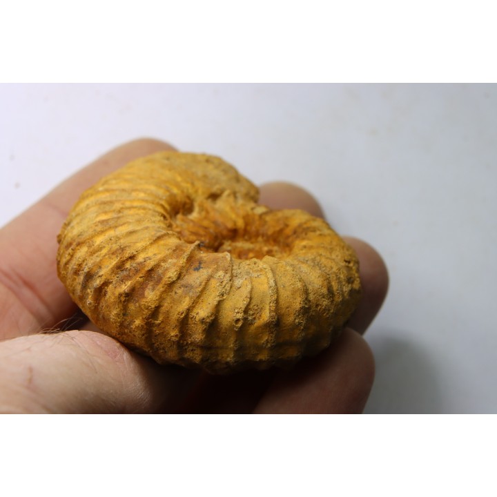 Kamerunoceras Isovokyense - Turonien inf. - Betioky, MADAGASCAR