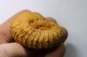 Kamerunoceras Isovokyense - Turonien inf. - Betioky, MADAGASCAR