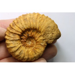 Kamerunoceras Isovokyense - Turonien inf. - Betioky, MADAGASCAR