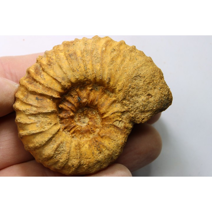 Kamerunoceras Isovokyense - Turonien inf. - Betioky, MADAGASCAR