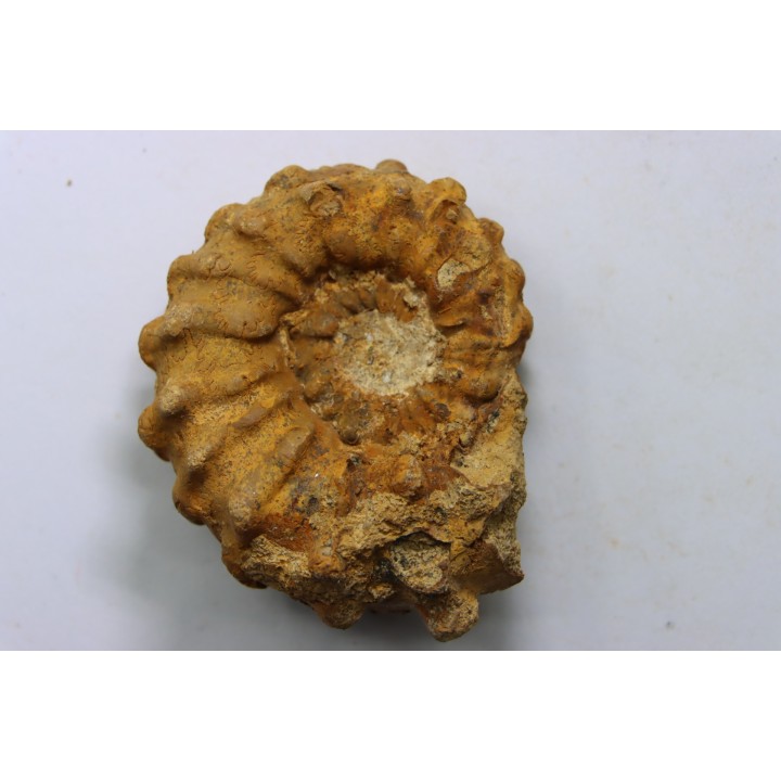 Kamerunoceras Isovokyense - low. Turonian - MADAGASCAR