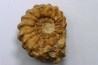 Kamerunoceras Isovokyense - Turonien inf. - Betioky, MADAGASCAR