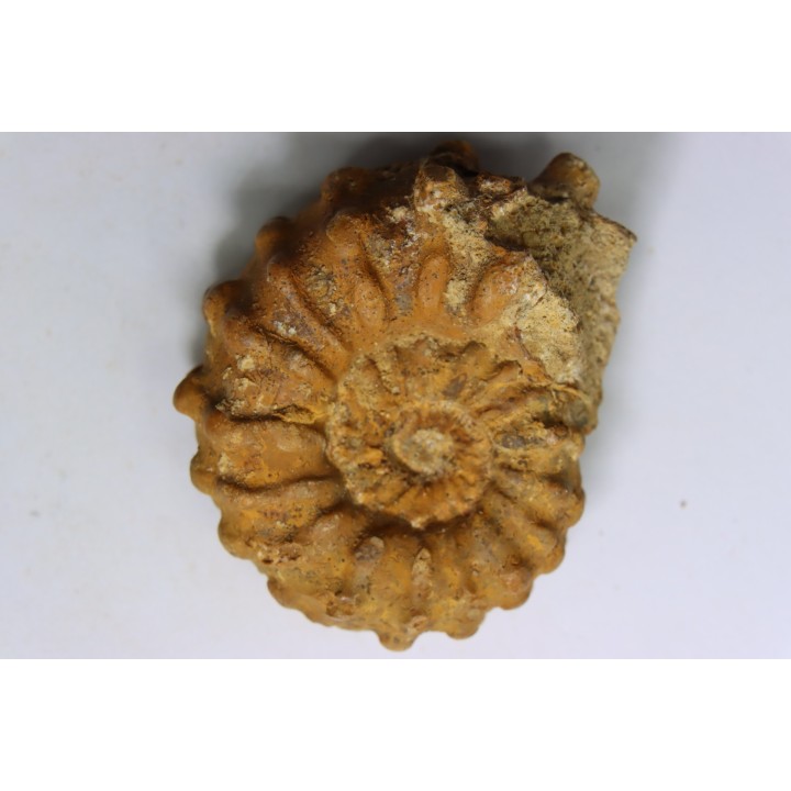 Kamerunoceras Isovokyense - low. Turonian - MADAGASCAR