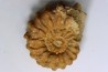 Kamerunoceras Isovokyense - Turonien inf. - Betioky, MADAGASCAR