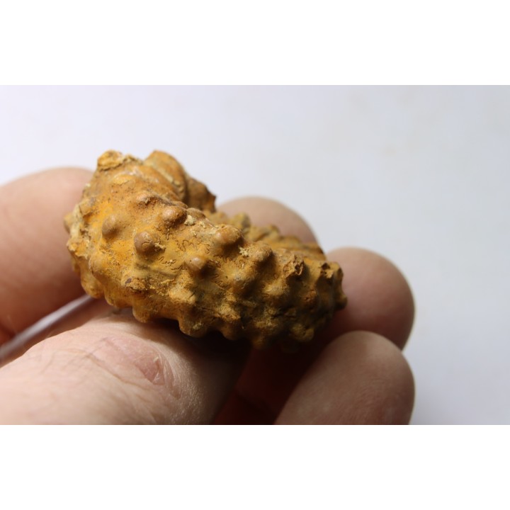 Kamerunoceras Isovokyense - Turonien inf. - Betioky, MADAGASCAR