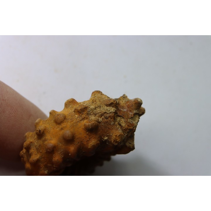 Kamerunoceras Isovokyense - Turonien inf. - Betioky, MADAGASCAR