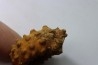 Kamerunoceras Isovokyense - Turonien inf. - Betioky, MADAGASCAR
