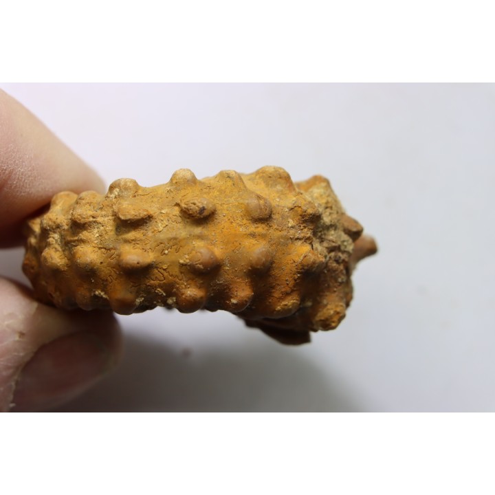 Kamerunoceras Isovokyense - low. Turonian - MADAGASCAR