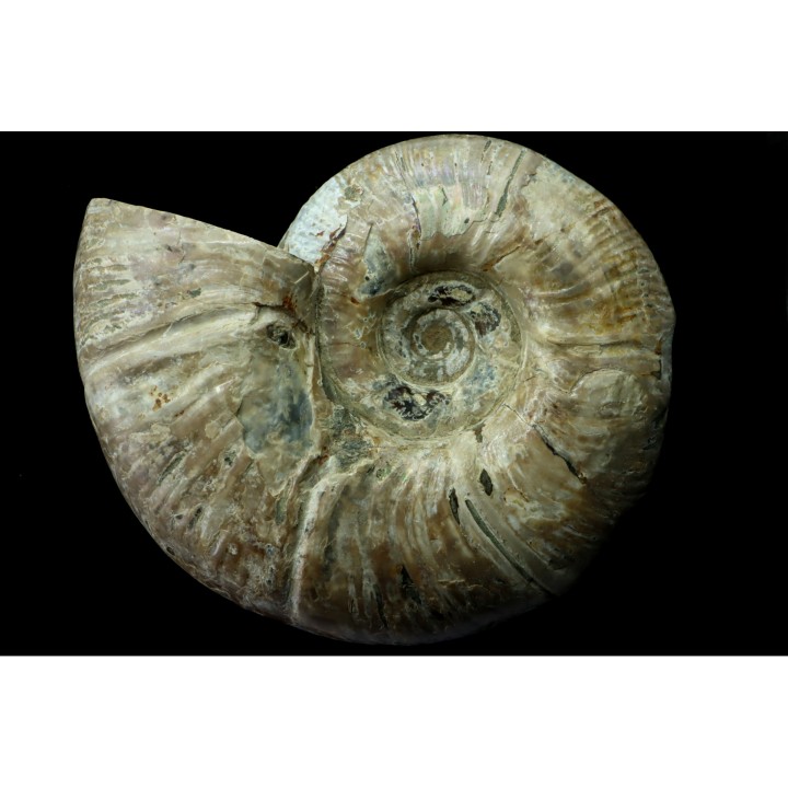 Puzosia quenstedti (pathologic) - Albian - MADAGASCAR