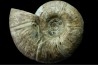 Puzosia quenstedti (pathologique) - Albien - MADAGASCAR