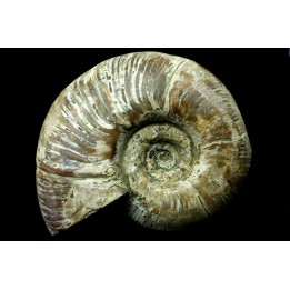Puzosia quenstedti (pathologique) - Albien - MADAGASCAR
