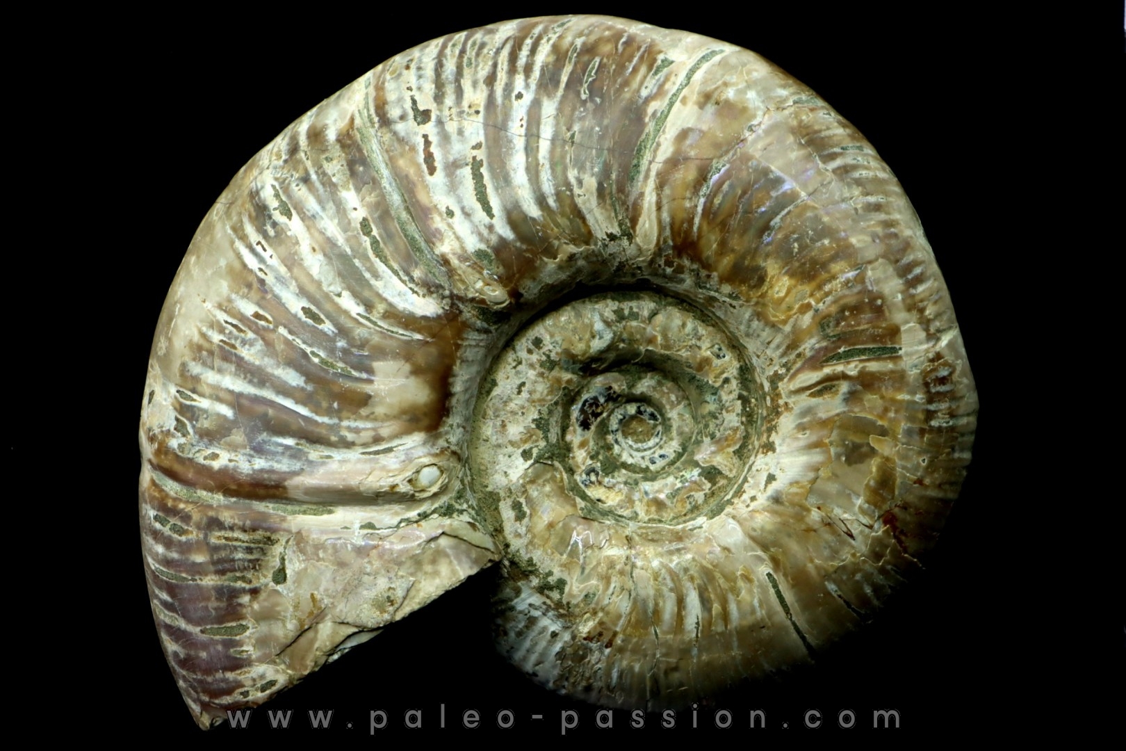 Puzosia quenstedti (pathologic) - Albian - MADAGASCAR