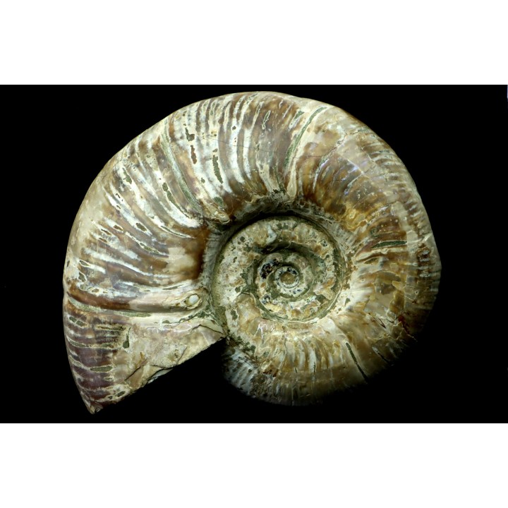 Puzosia quenstedti (pathologique) - Albien - MADAGASCAR