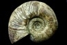 Puzosia quenstedti (pathologique) - Albien - MADAGASCAR