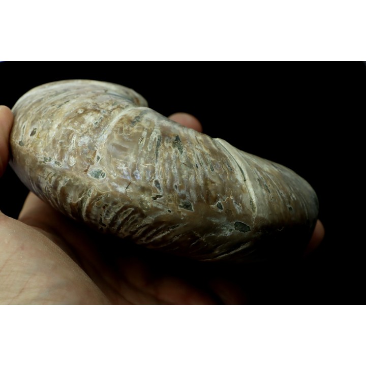 Puzosia quenstedti (pathologique) - Albien - MADAGASCAR