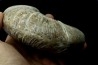 Puzosia quenstedti (pathologique) - Albien - MADAGASCAR