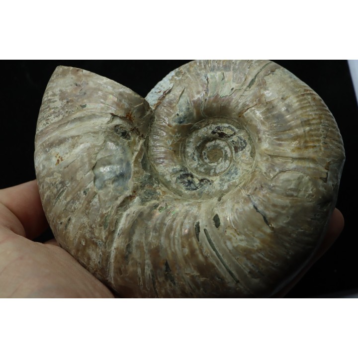 Puzosia quenstedti (pathologique) - Albien - MADAGASCAR