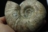 Puzosia quenstedti (pathologique) - Albien - MADAGASCAR
