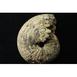 JUVAVITES SUBINTERRUPTUS - lower permian  - Timor - Indonesia