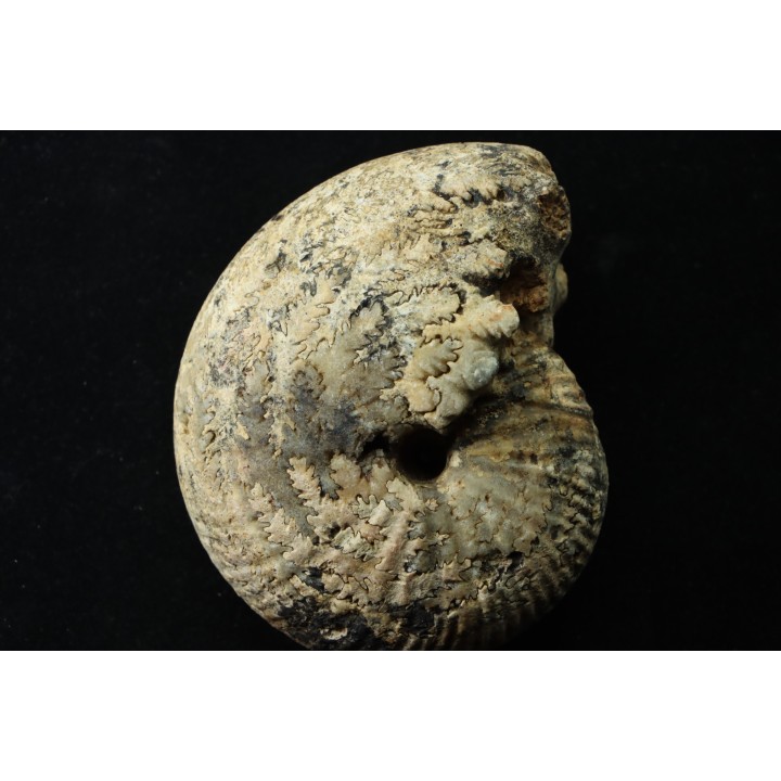 JUVAVITES SUBINTERRUPTUS - lower permian  - Timor - Indonesia