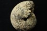 JUVAVITES SUBINTERRUPTUS - lower permian  - Timor - Indonesia