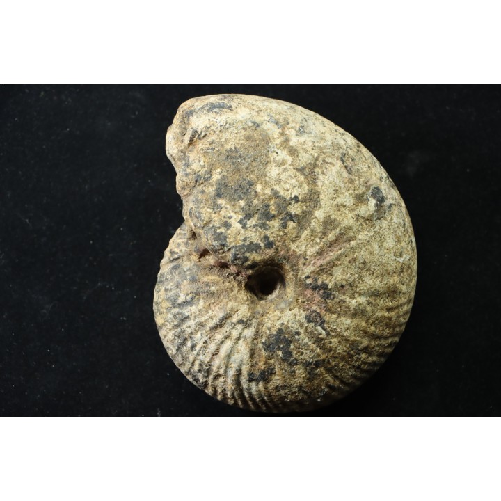 JUVAVITES SUBINTERRUPTUS - lower permian  - Timor - Indonesia